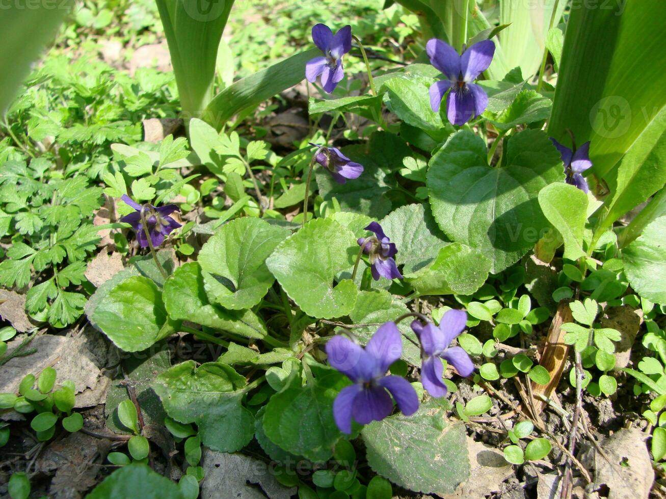 altfiol växt med Flerfärgad blommor , allmänning violett, altfiol tricolor, fikus blommor, altfiol wittrockiana foto