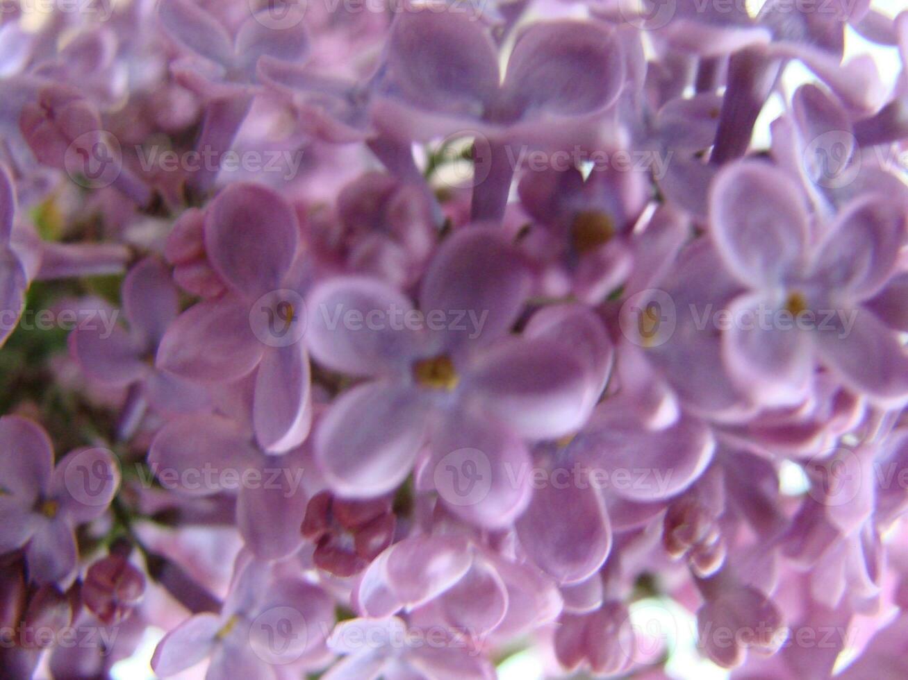 gren av lila lila blommor schersmin vulgaris. foto