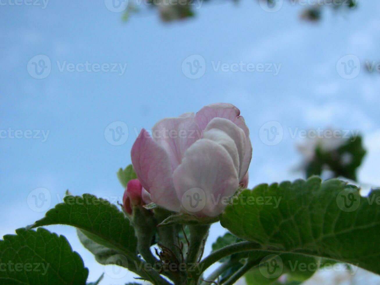 de bi sitter på en blomma av en buske blomstrande äppelträd och pollinerar honom foto