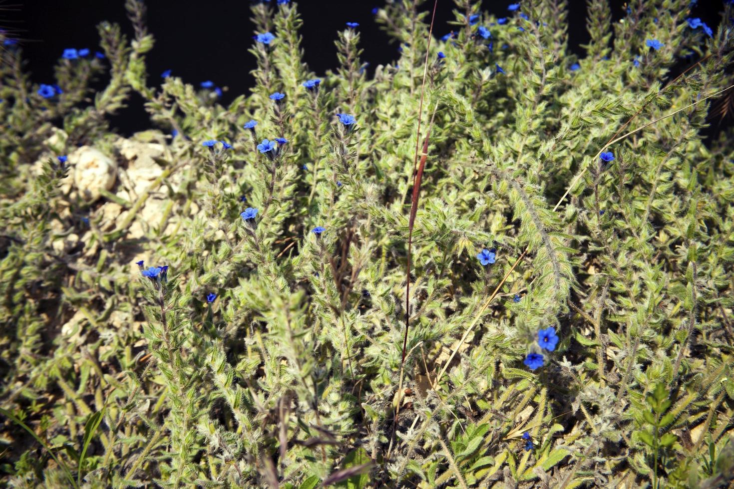 blå romantiska blommor och blad flora foto