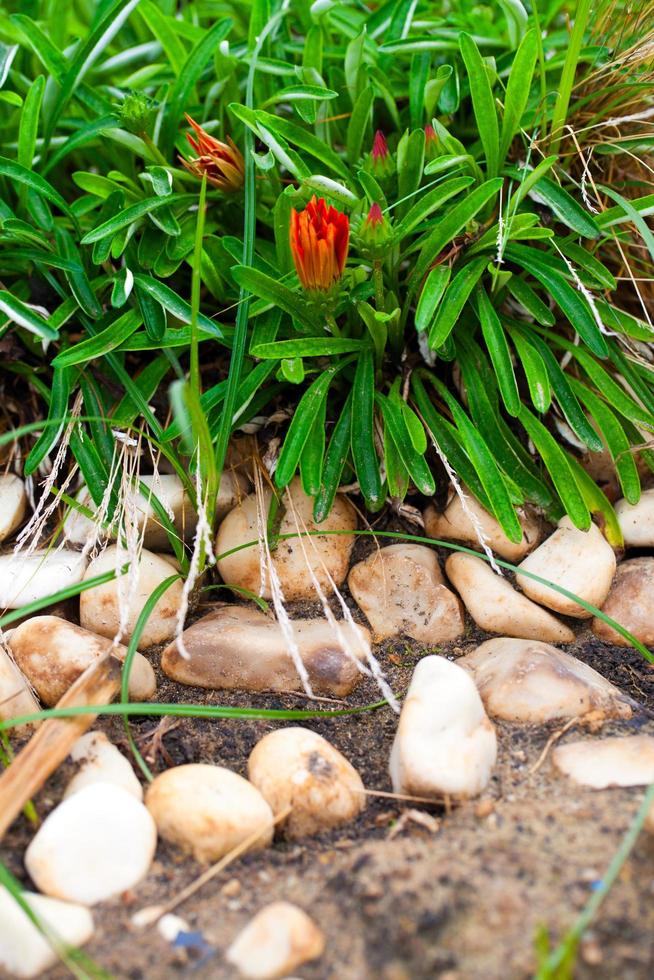 färgglada levande romantiska flora blommor och blad foto