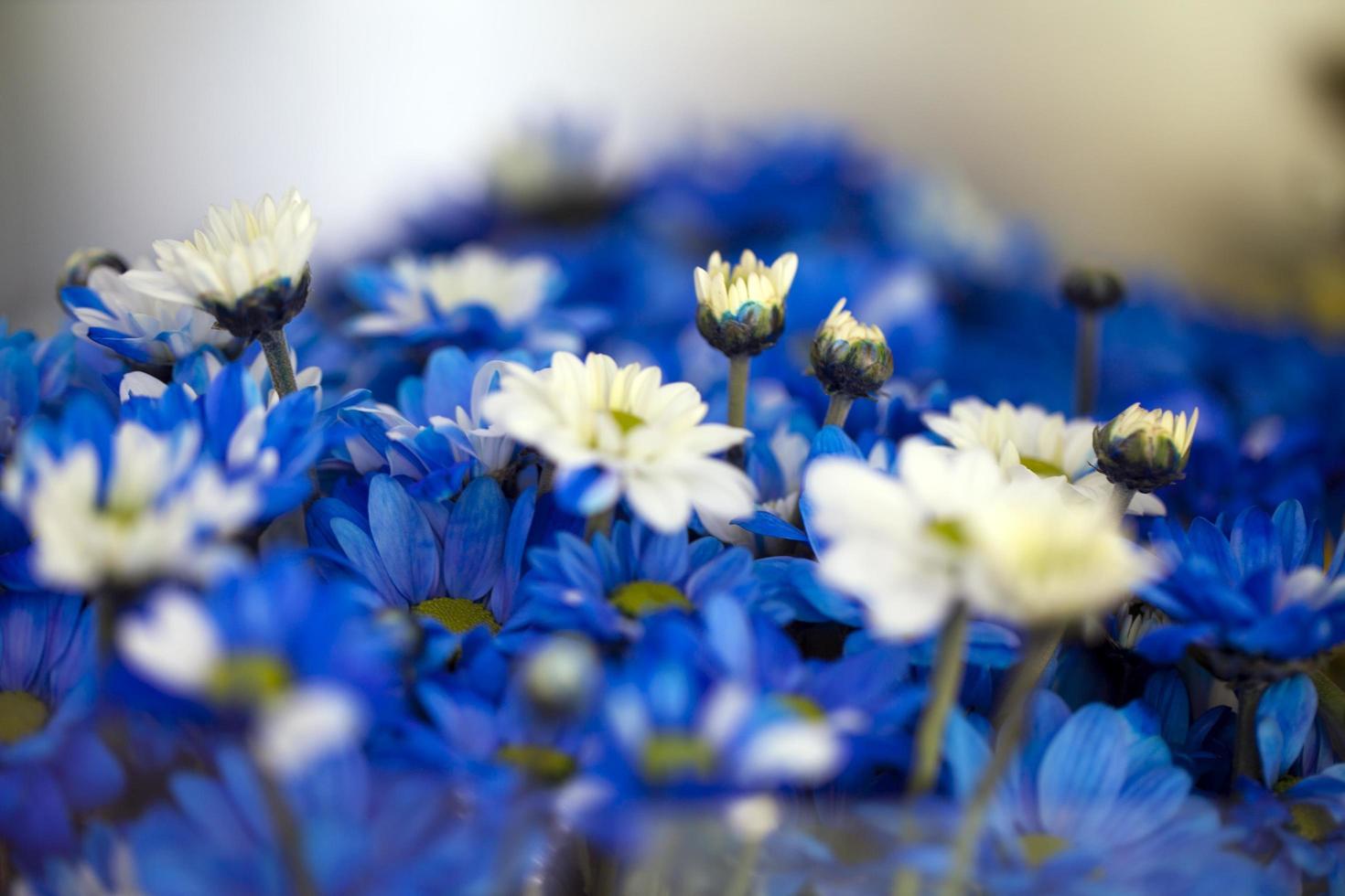 blå romantiska blommor och blad flora foto