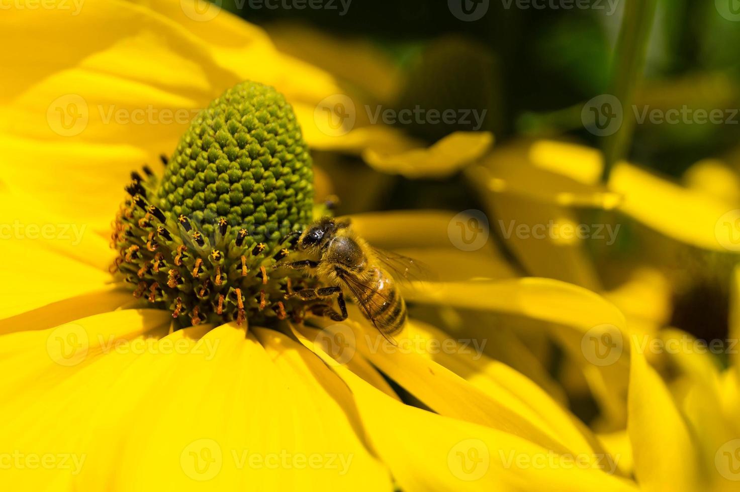 insekterna samlar pollen i trädgården foto