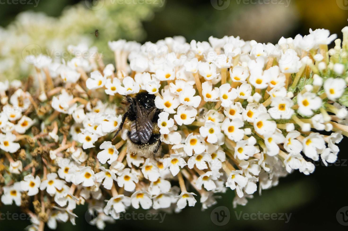 insekterna samlar pollen i trädgården foto