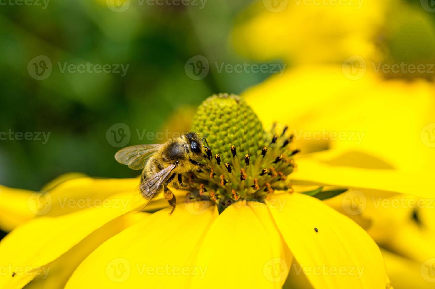 insekterna samlar pollen i trädgården foto