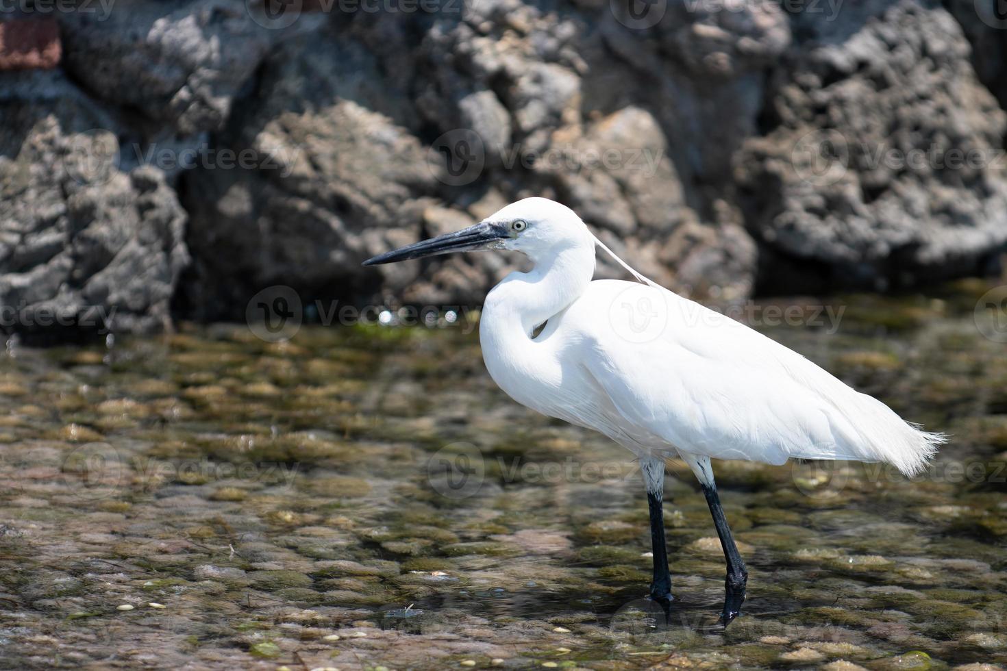 vit ägretthägerfågel vid havet foto