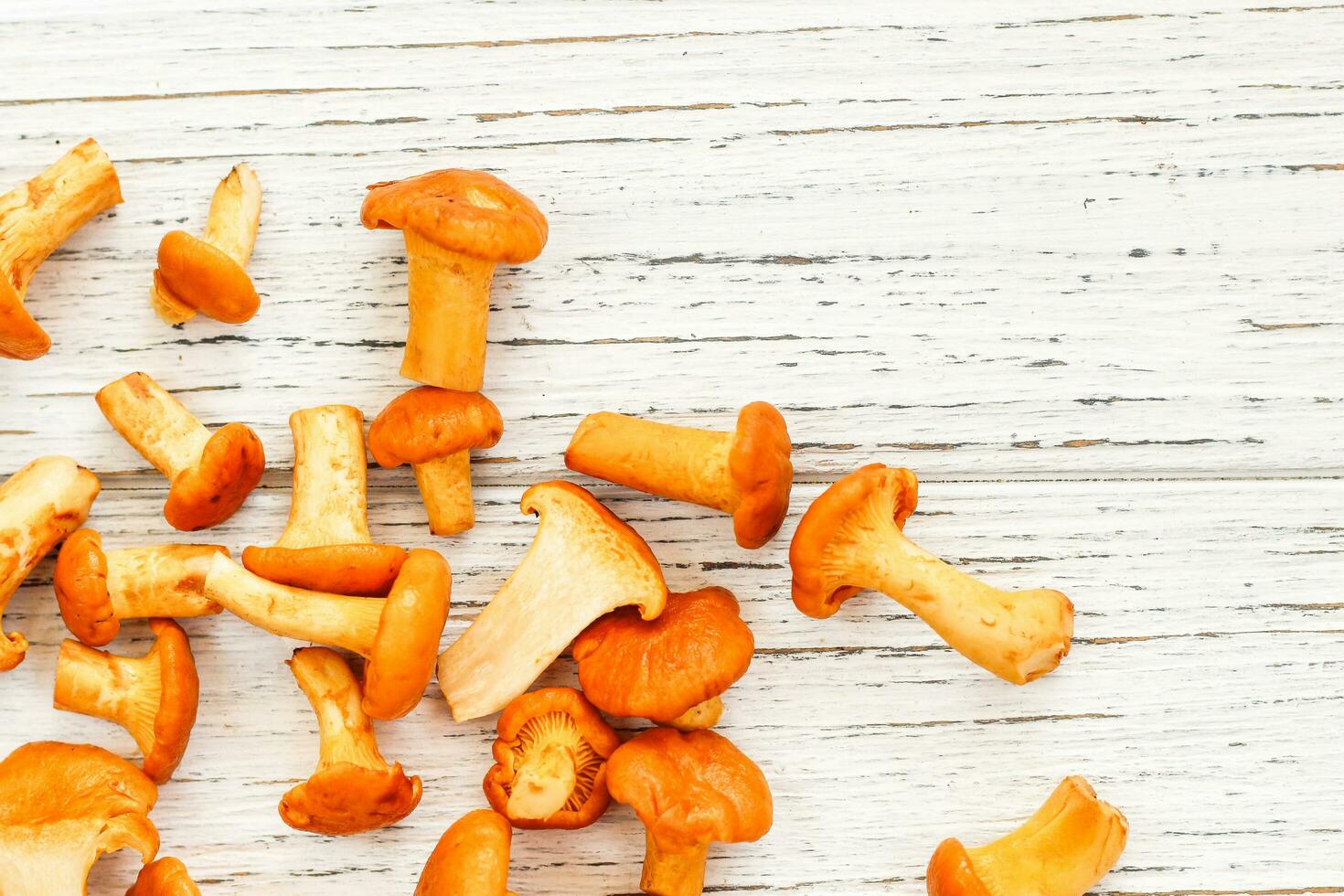 cantharellus cibarius, kantarell svamp gul på svarta tavlan foto