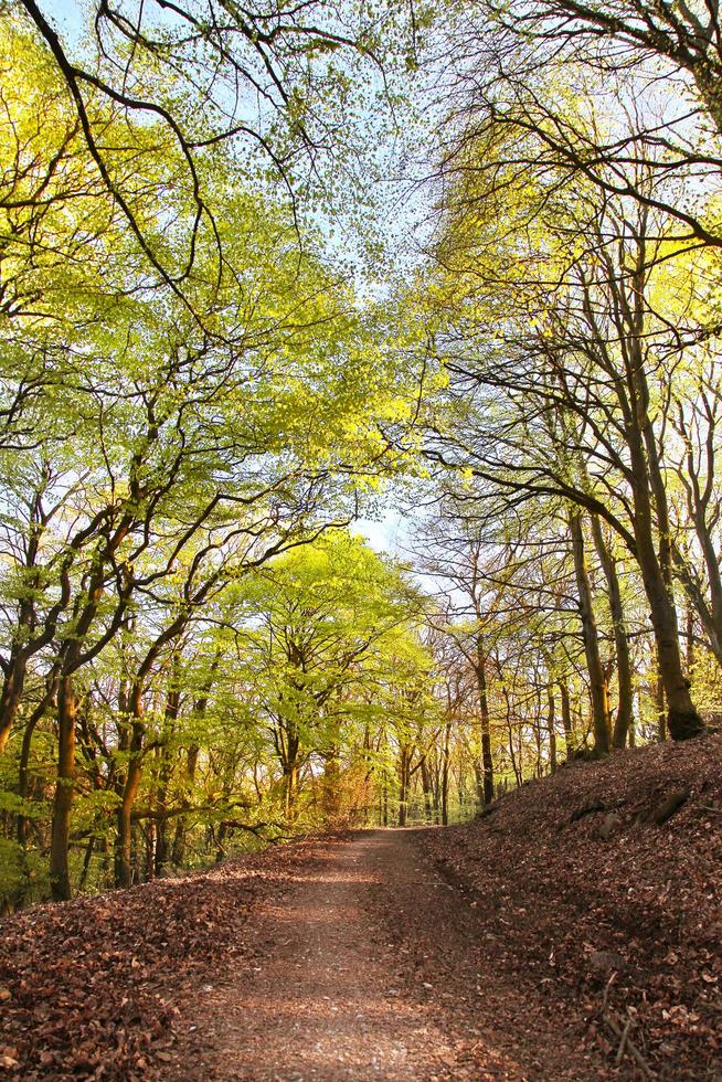 träd i naturen i park foto