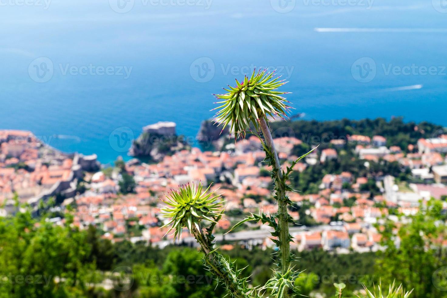 tistel i främre dubrovnik, kroatien foto