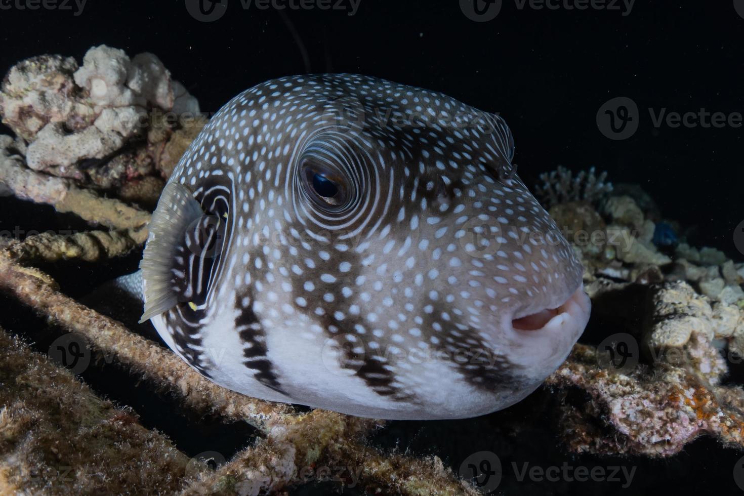 fiskar simmar i Röda havet, färgglada fiskar, Eilat Israel foto