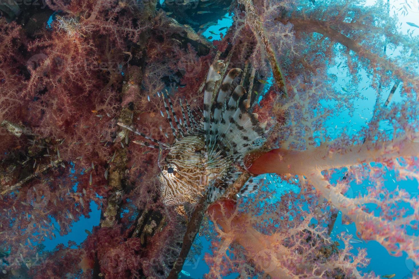 lionfish i Röda havet färgglada fiskar, eilat israel foto