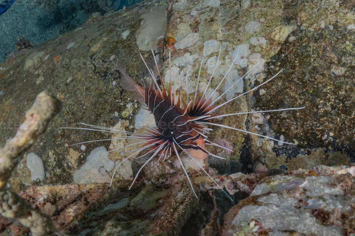 lionfish i Röda havet färgglada fiskar, eilat israel foto