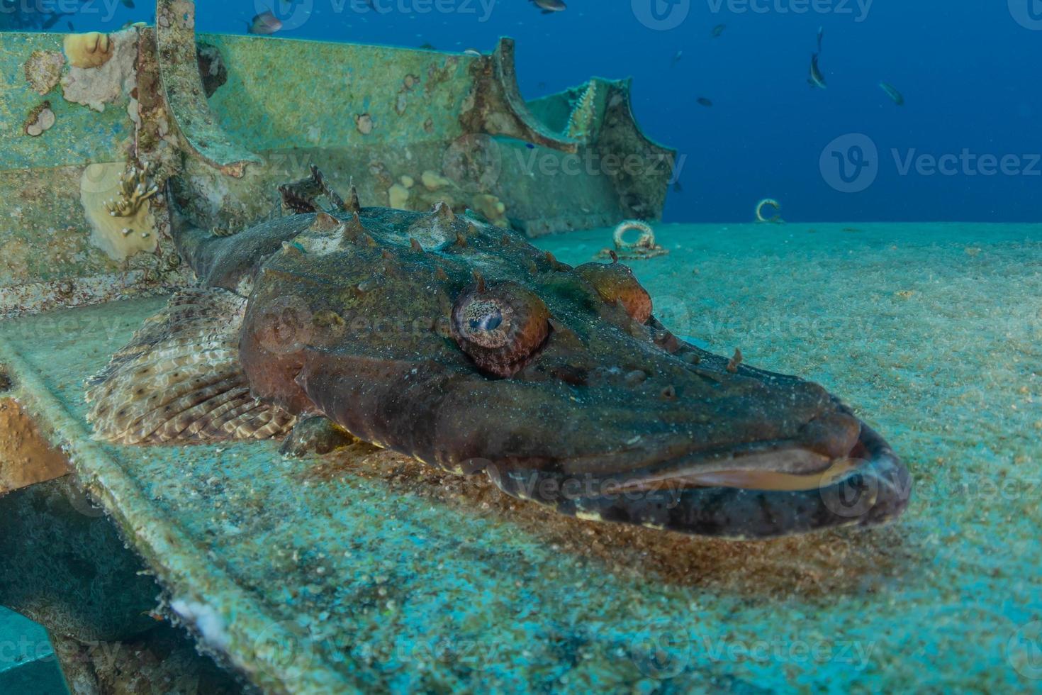 fiskar simmar i Röda havet, färgglada fiskar, Eilat Israel foto