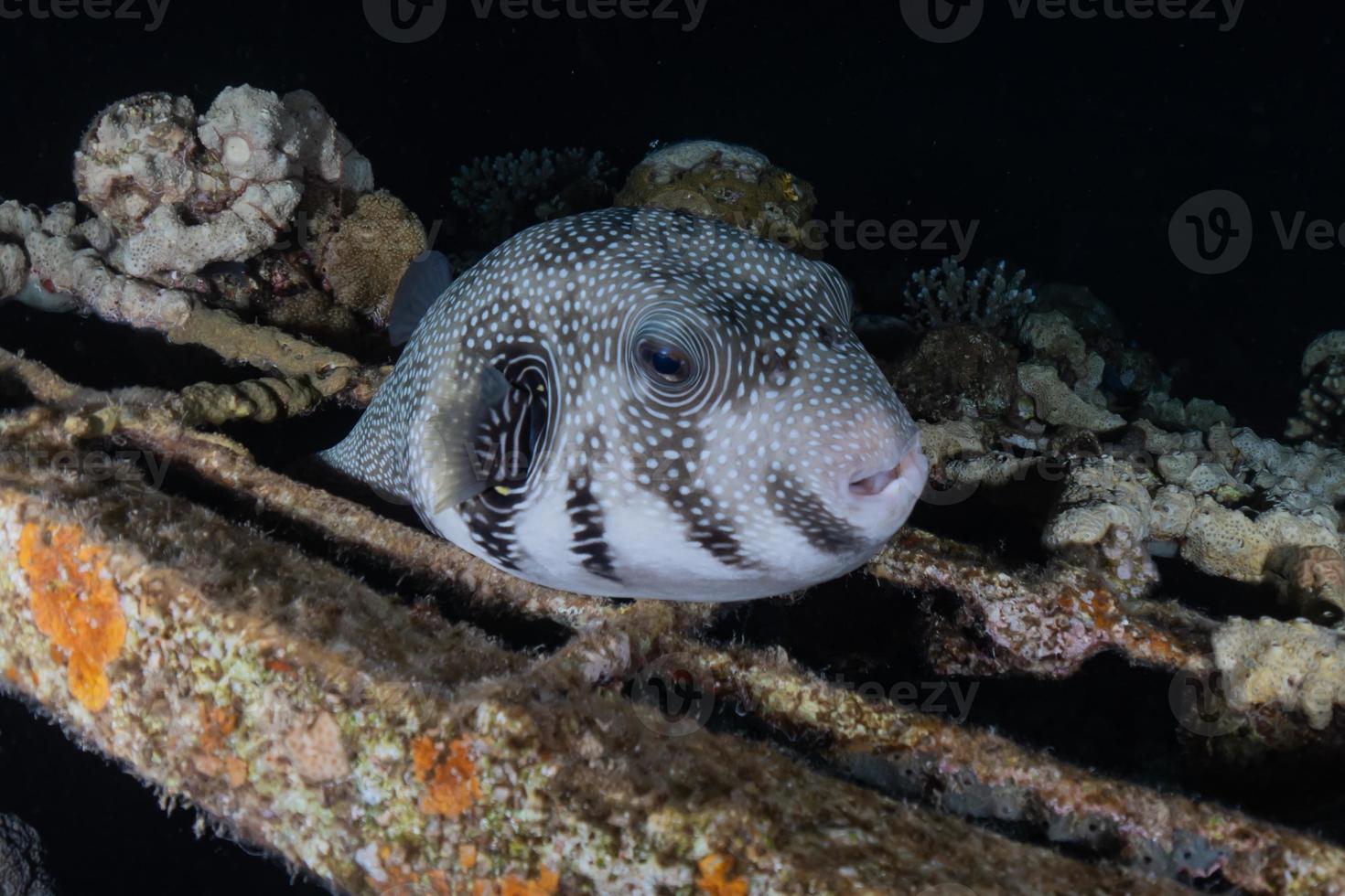 fiskar simmar i Röda havet, färgglada fiskar, Eilat Israel foto