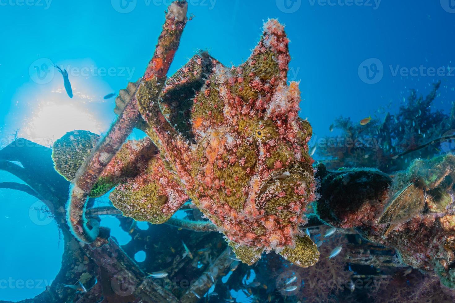 fiskar simmar i Röda havet, färgglada fiskar, Eilat Israel foto