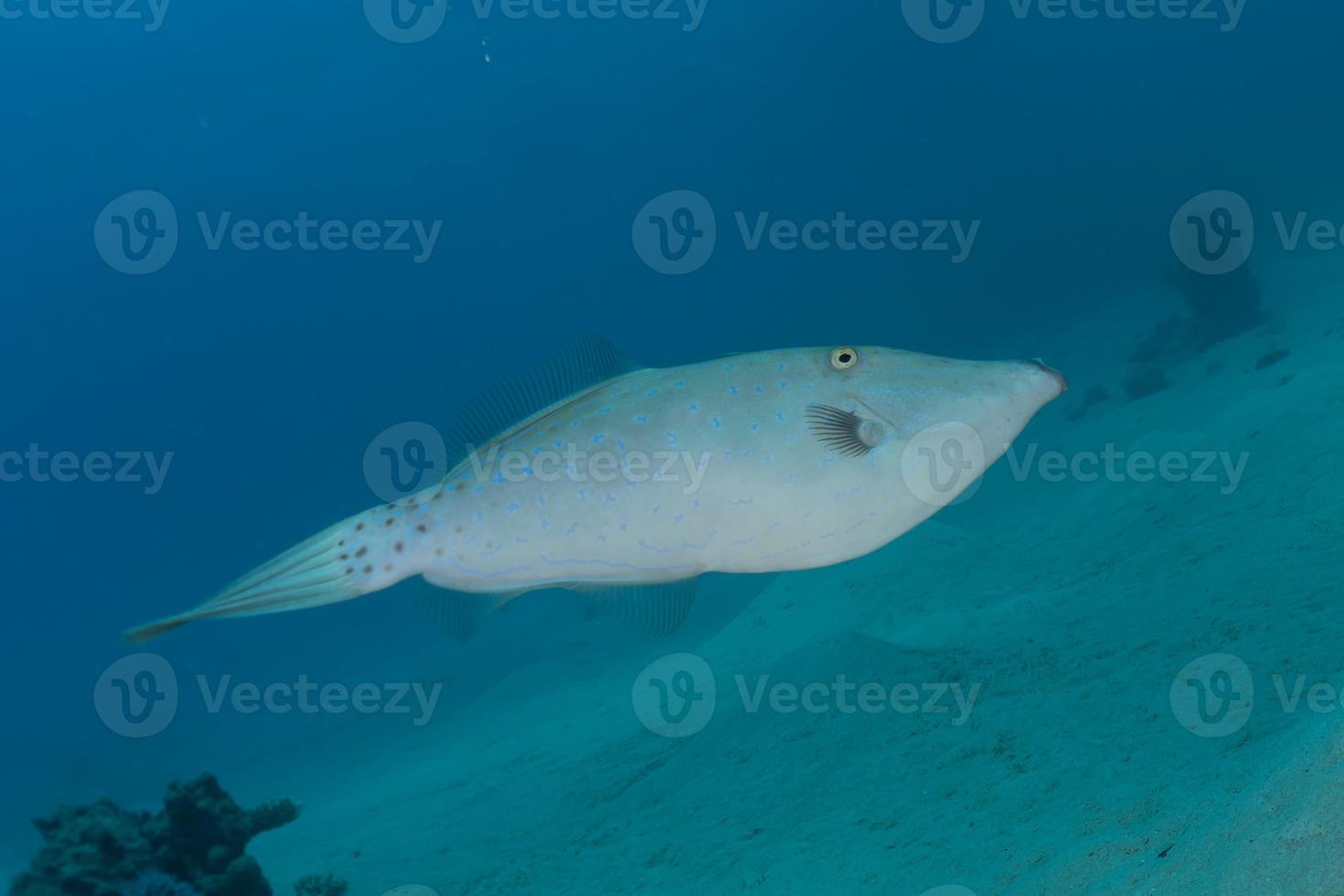 fiskar simmar i Röda havet, färgglada fiskar, Eilat Israel foto