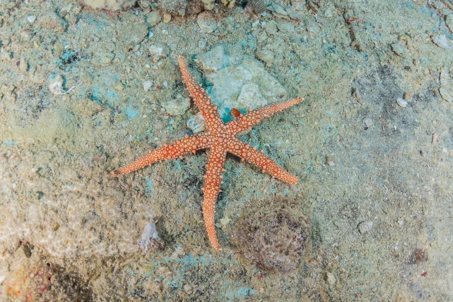 sjöstjärna på havsbotten i Röda havet, Eilat Israel foto