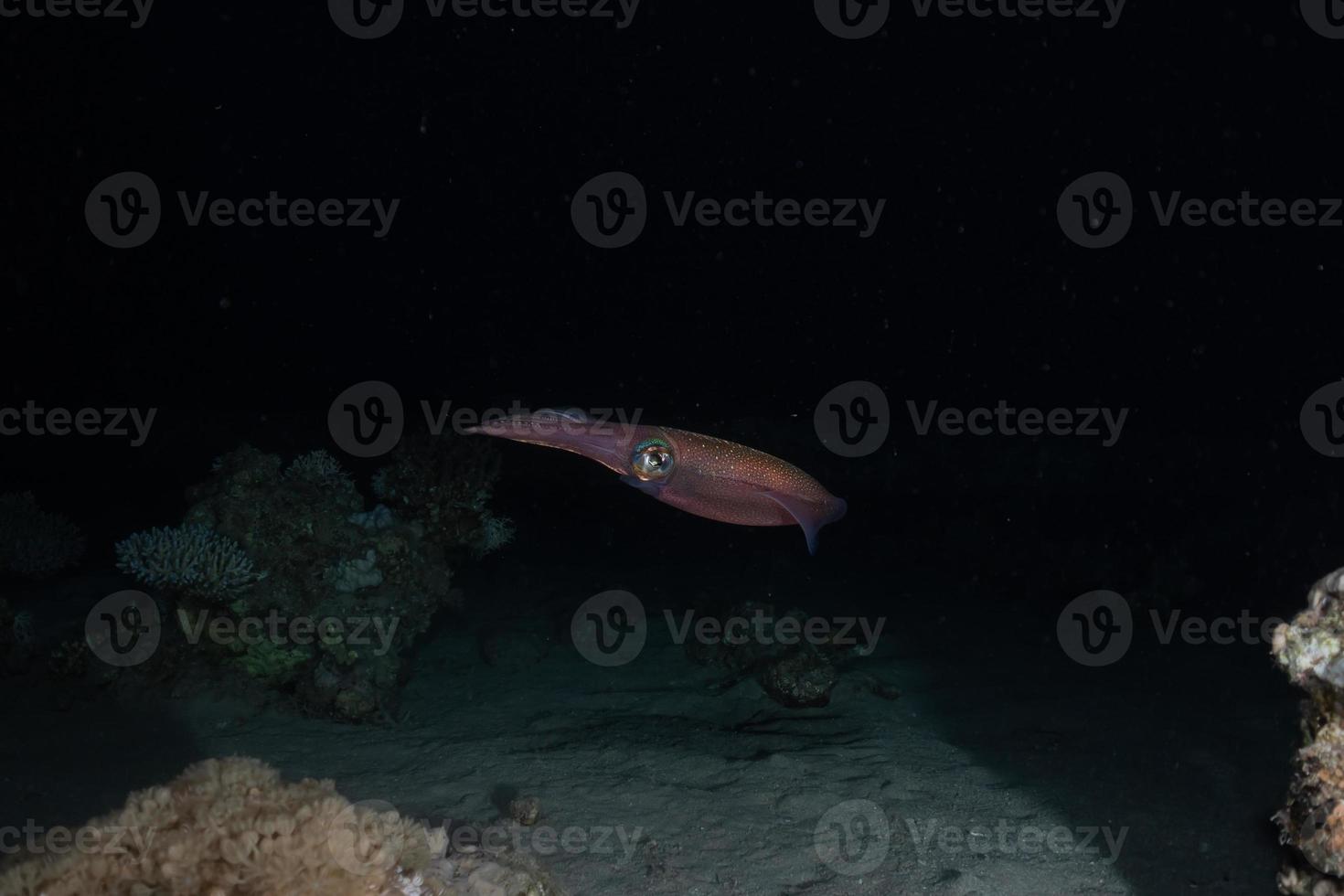 bläckfisk i Röda havet färgglada och vackra, Eilat Israel foto