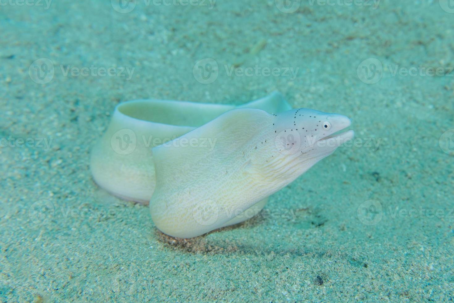 moray ål mooray lycodontis undulatus i Röda havet, eilat israel foto