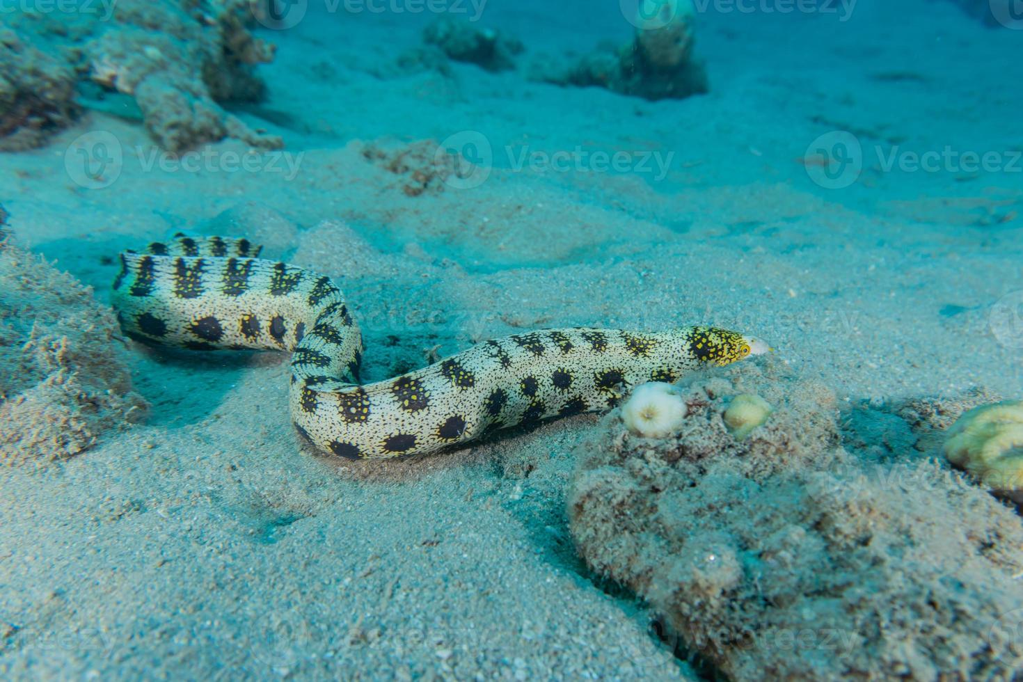 tiger orl ål i Röda havet färgglada och vackra, eilat israel foto