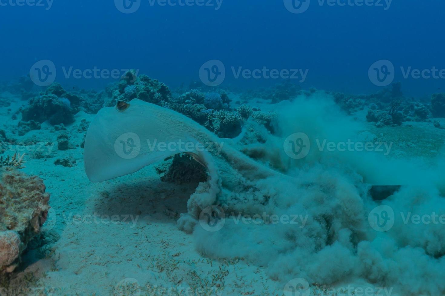 blå prickig stingray på havsbotten i Röda havet foto