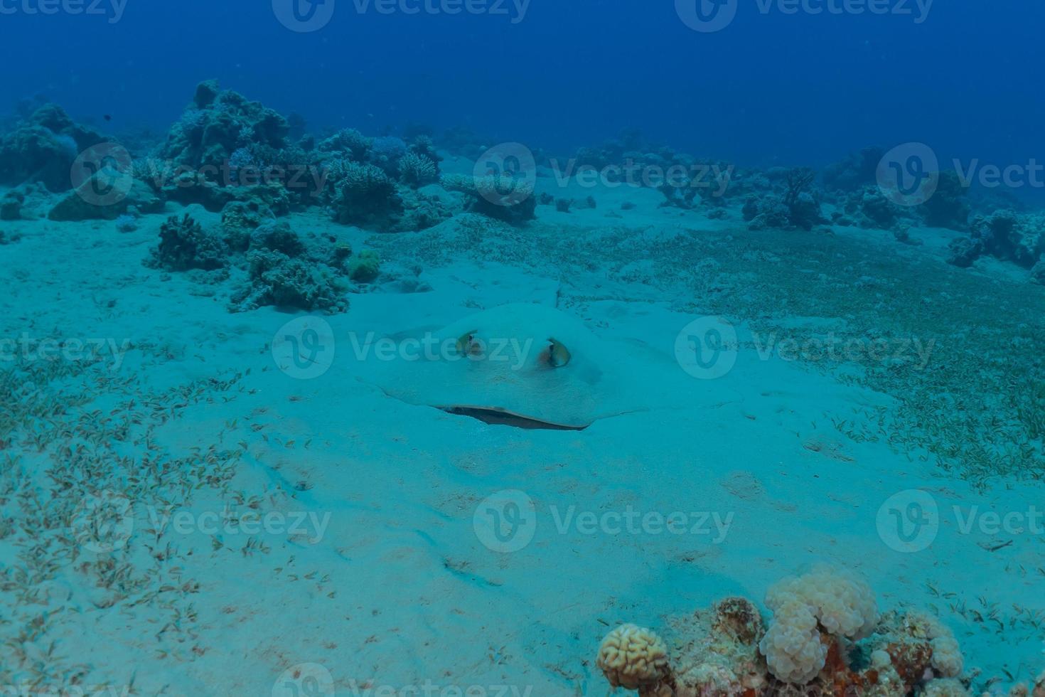 blå prickig stingray på havsbotten i Röda havet foto