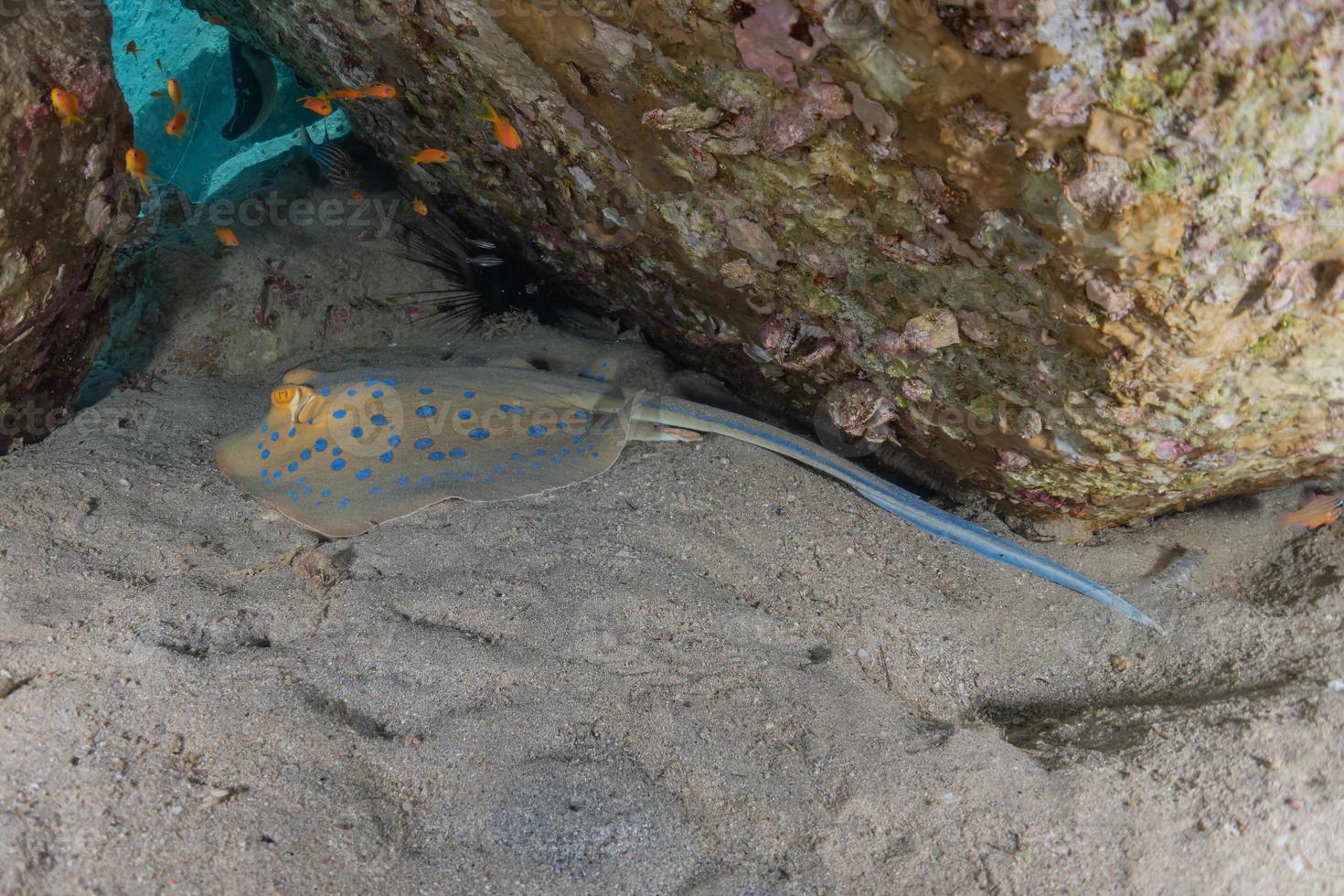 blå prickig stingray på havsbotten i Röda havet foto