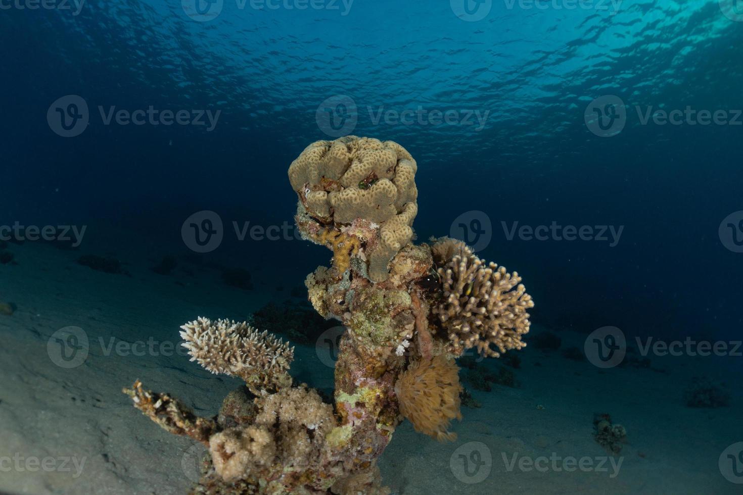 korallrev och vattenväxter i Röda havet, eilat israel foto