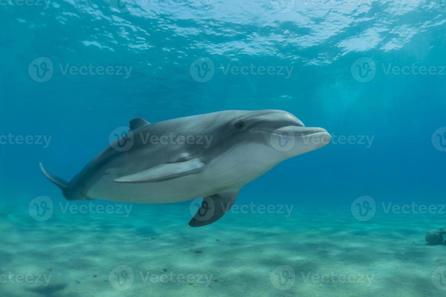 delfin som simmar i Röda havet, Eilat Israel foto