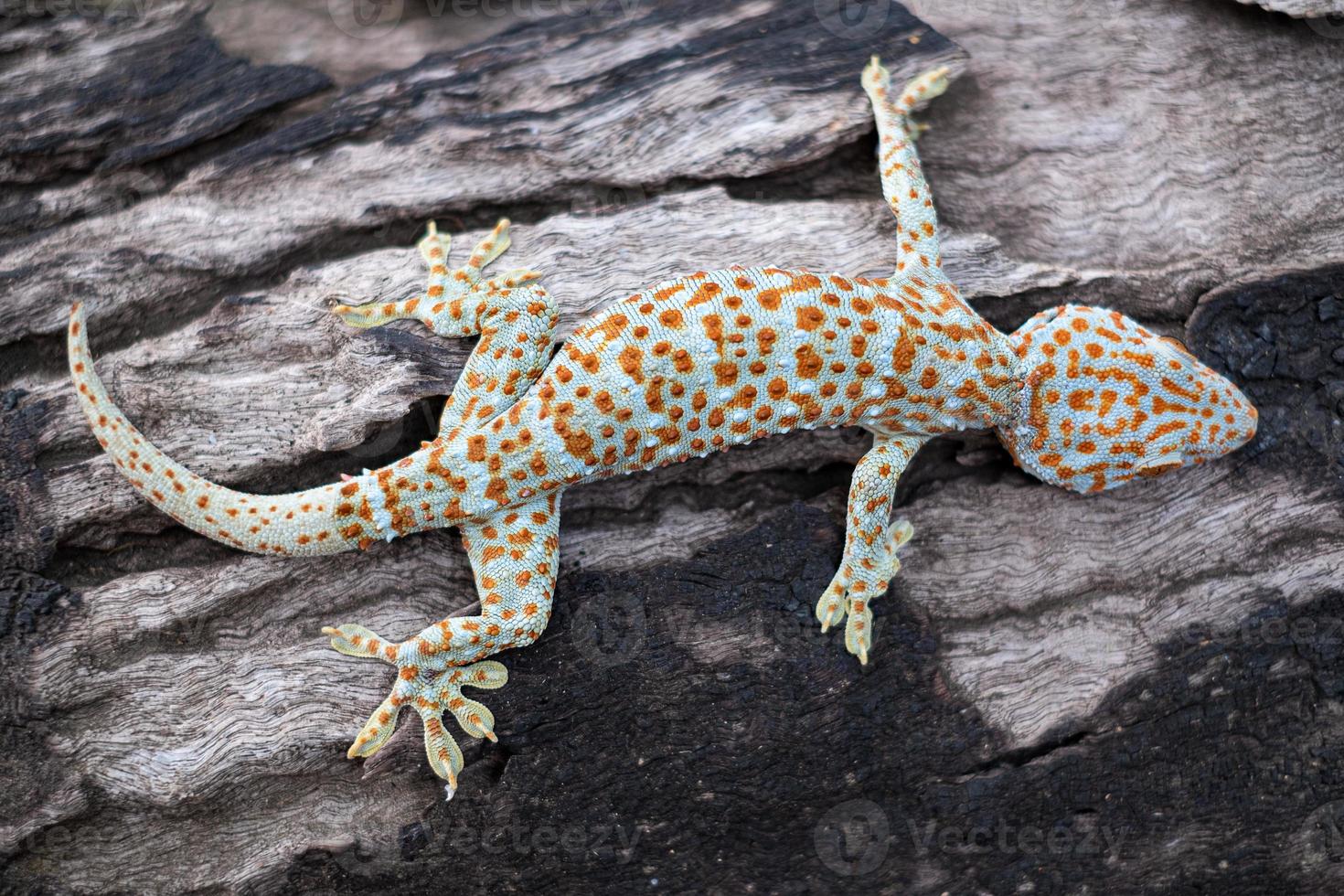 tokay gecko på träd foto