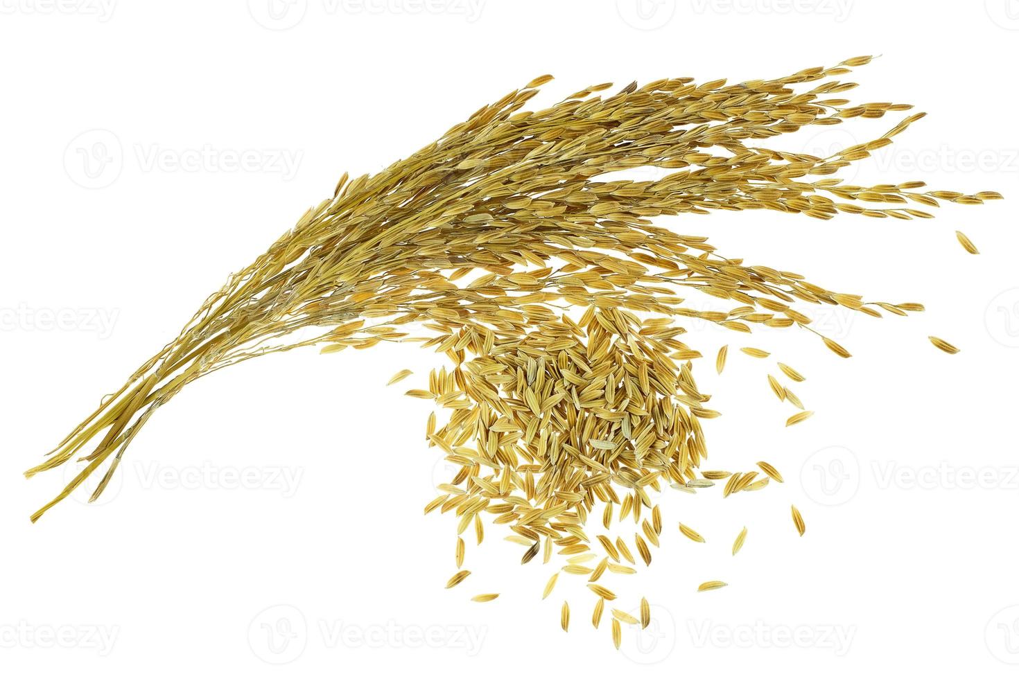 örat av ris på vit bakgrund foto