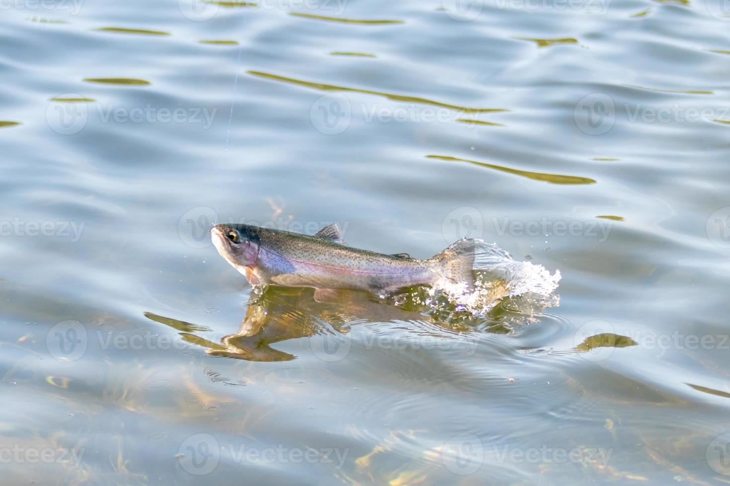 fiske efter öring i en liten sjö i Washington foto