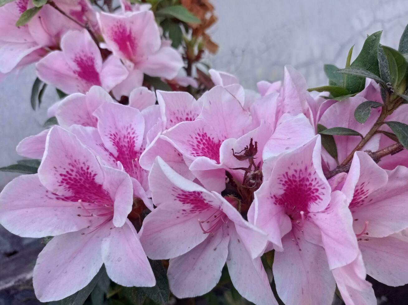 en stänga upp av några rosa blommor i de trädgård foto