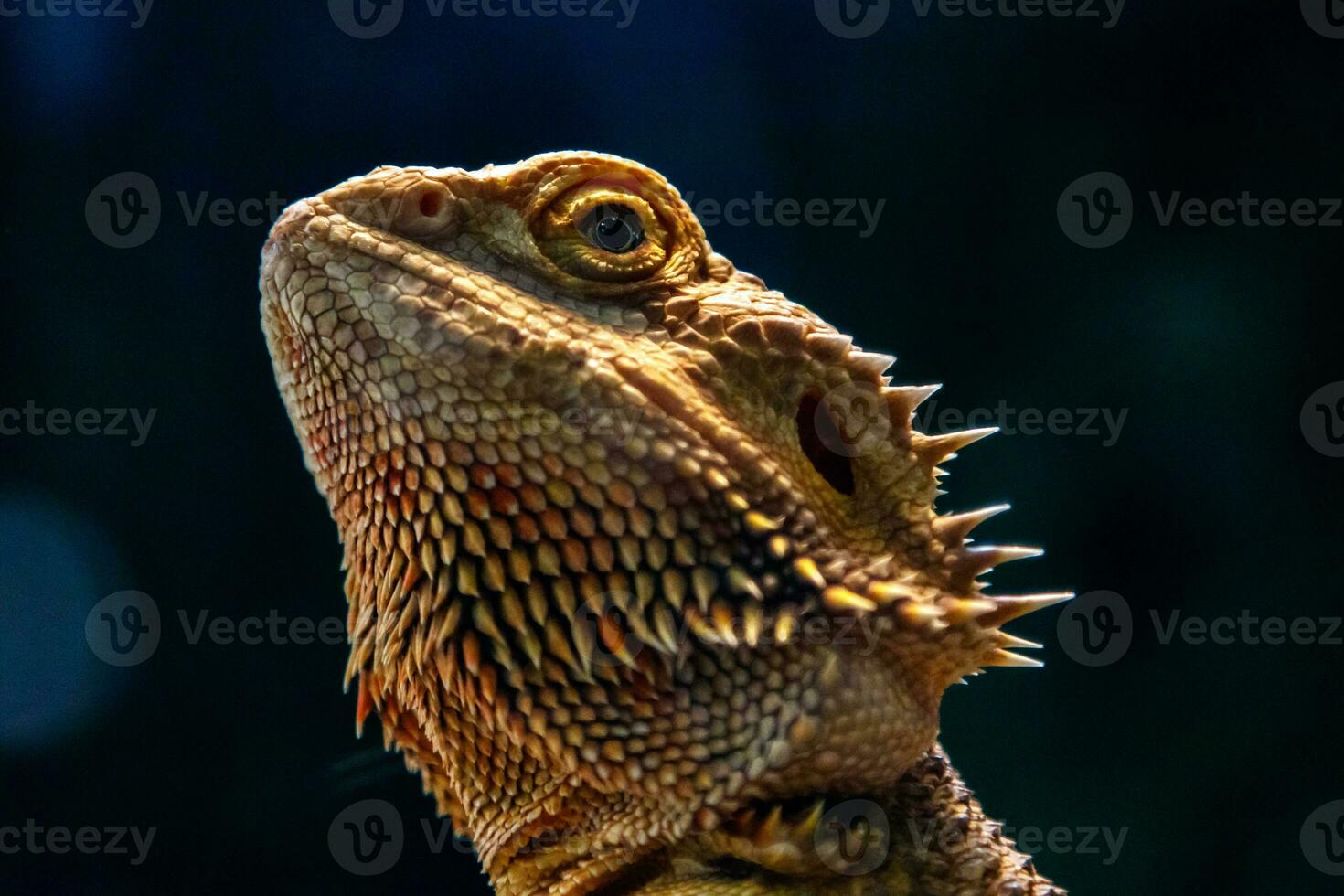 skön ödla skäggig Agama, Pogona vitticeps foto