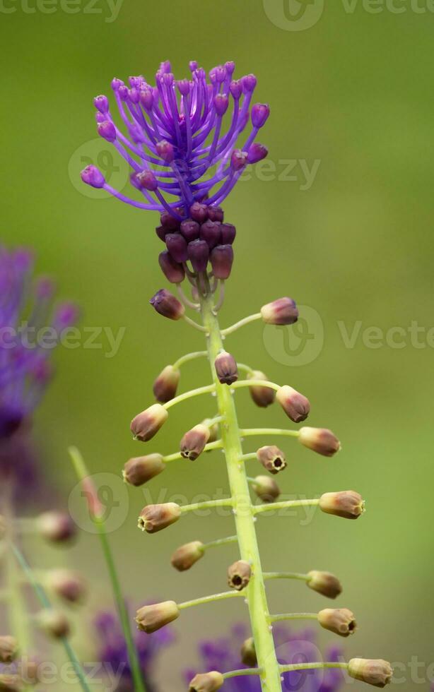 tofs hyacint, leopoldia Comosa, muscari comosum foto