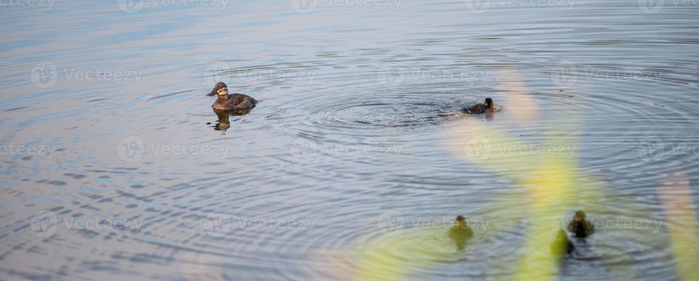 familj av vilda ankor på en liten sjö i naturen foto