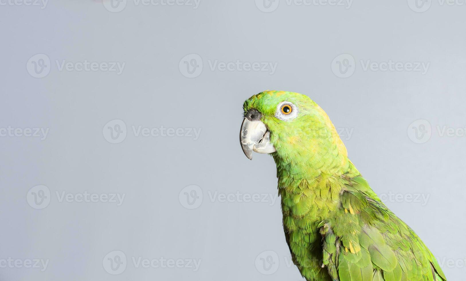 närbild av en grön fjäder papegoja, en grön psittacoidea i vit bakgrund, närbild av en grön papegoja öga med kopia Plats foto