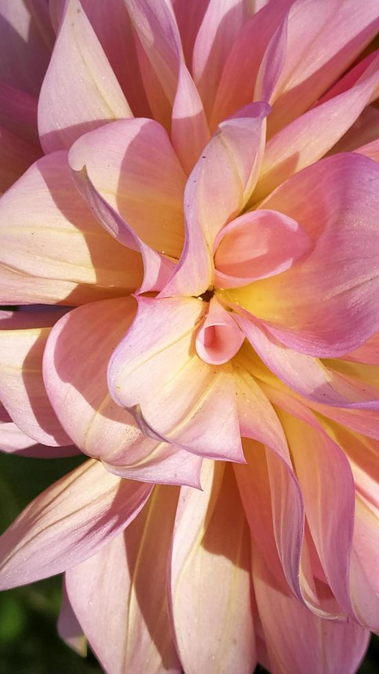 knoppar av rosa dahlior närbild. blommande buskar av dahlia foto