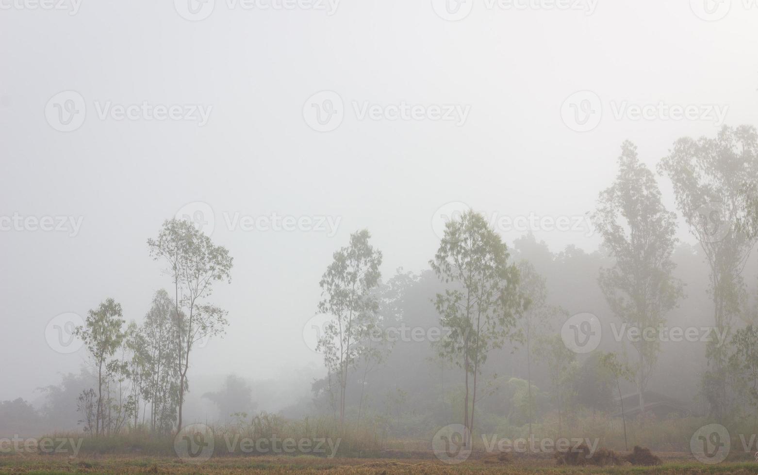 träd i risfältet på en dimmig vintermorgon, Thailand foto