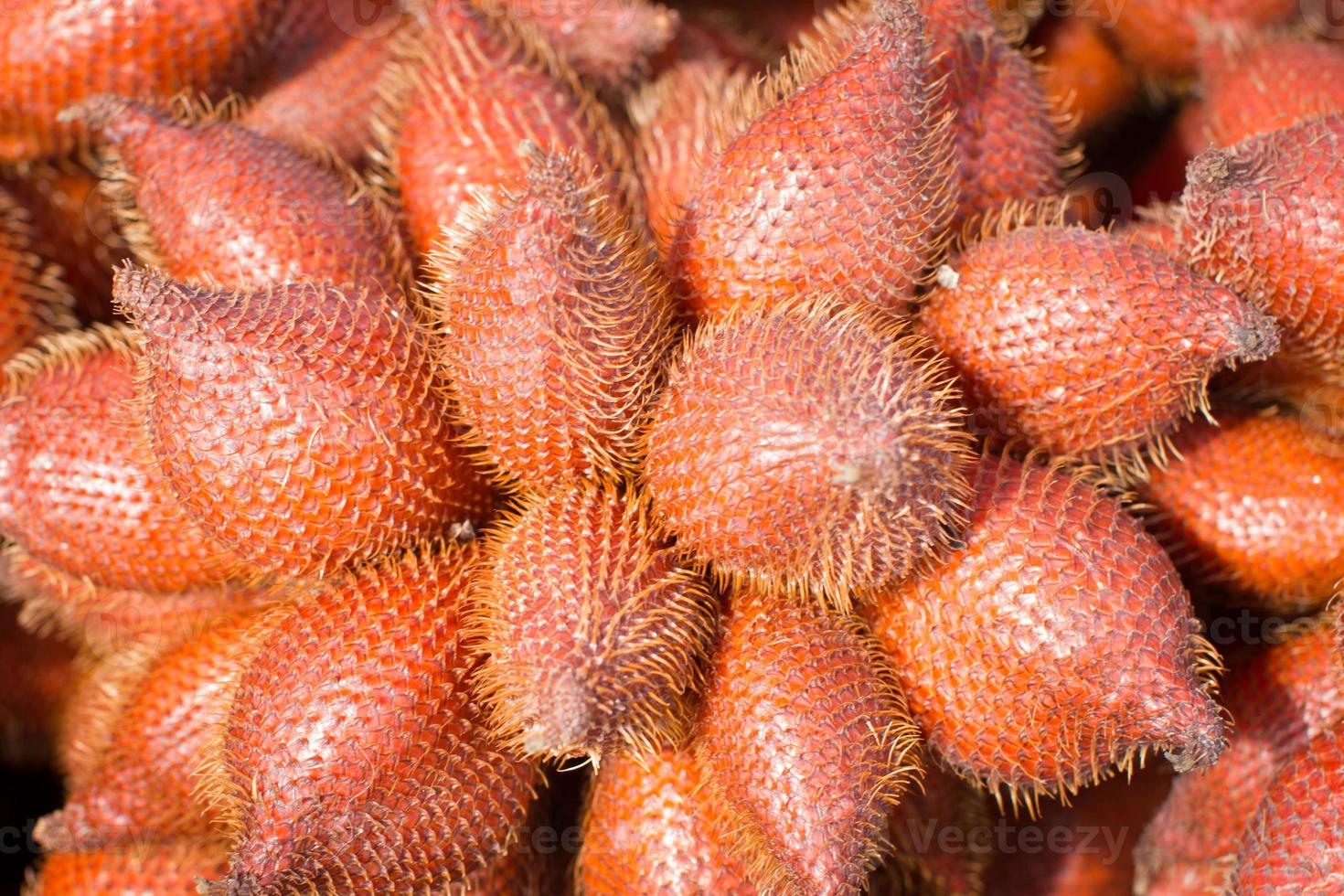 salacca zalacca, söt och röd sur tropisk frukt foto