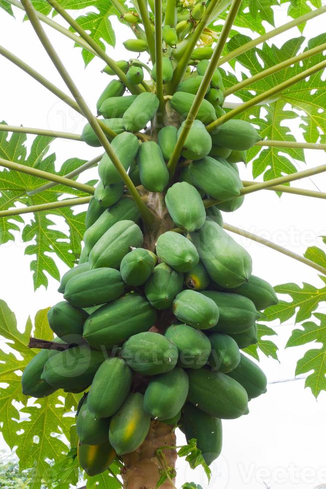 papaya på trädet i bakgrunden av molnig himmel foto