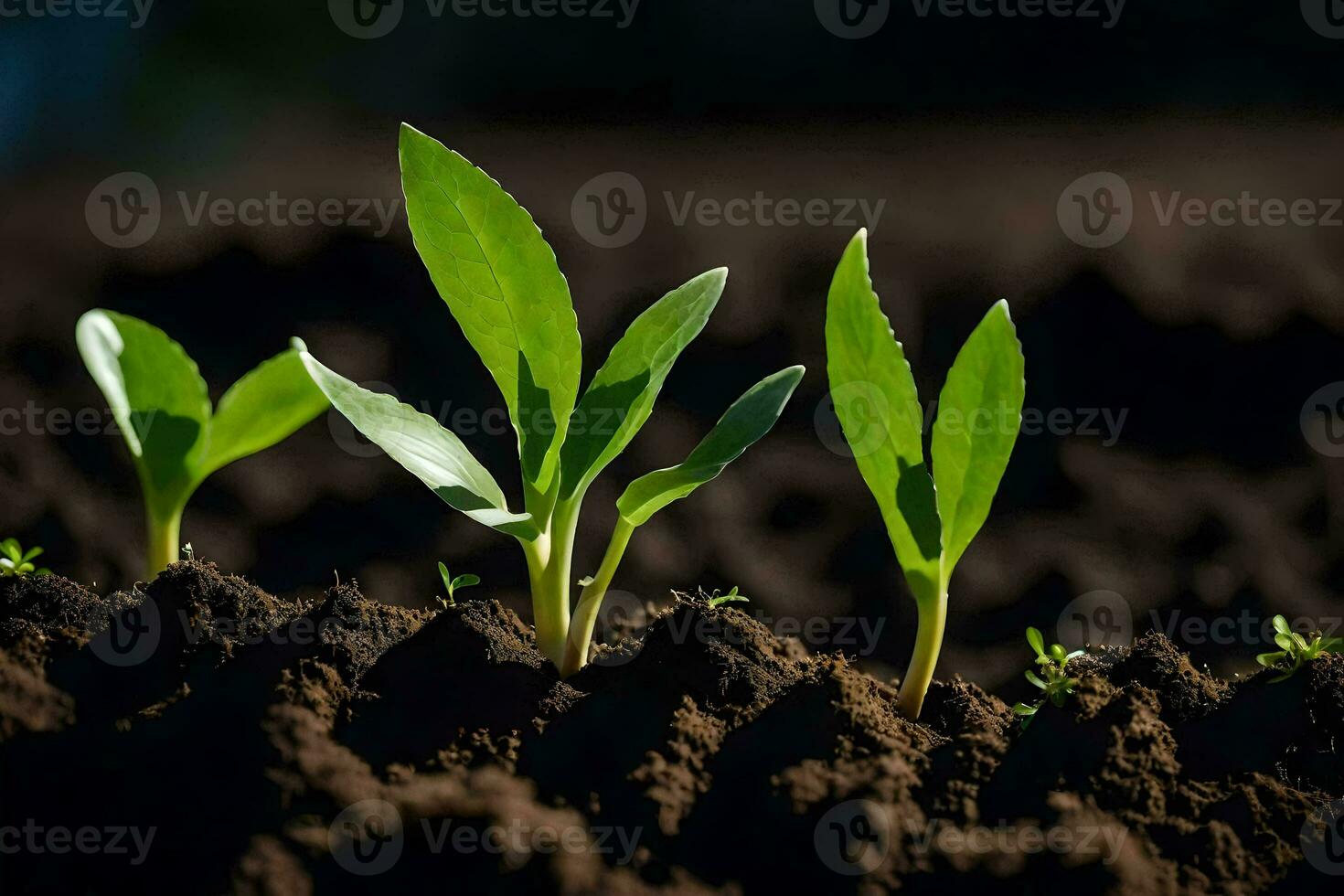 tre ung växter växande i de jord. ai-genererad foto