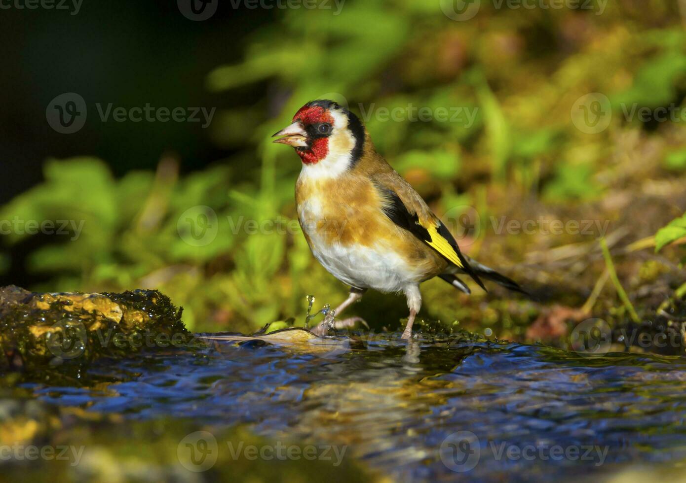 europeisk steglits, carduelis carduelis foto