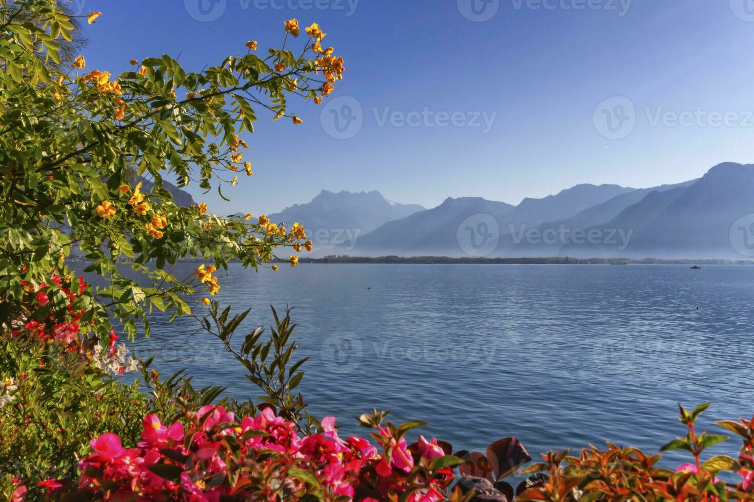 växter och blommor Nästa till Genève leman sjö på montreux, switze foto