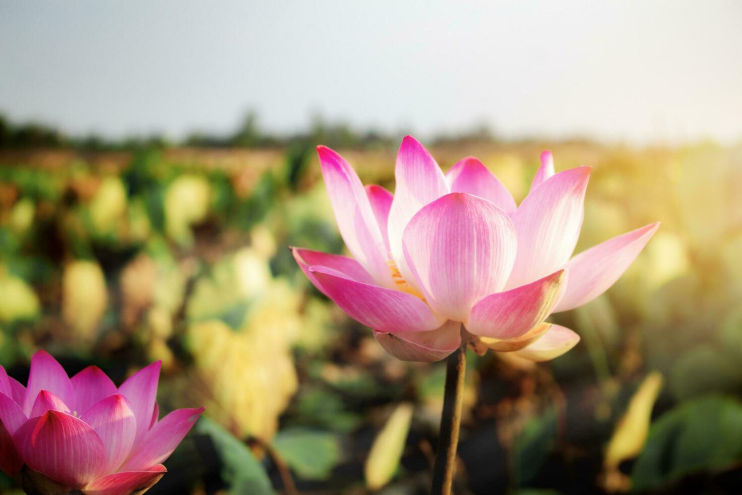 rosa lotus med skön. foto