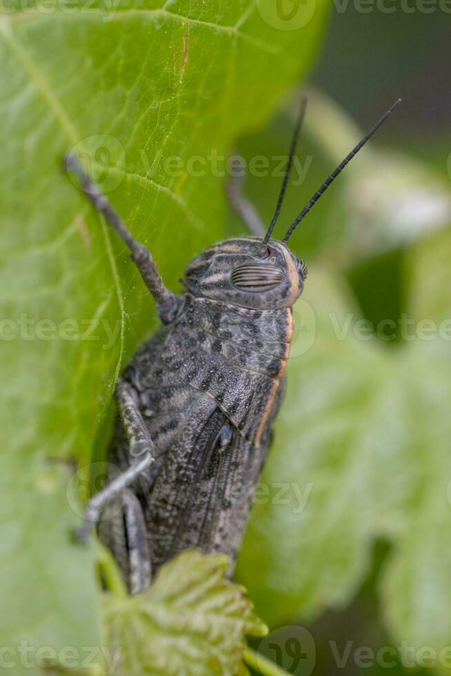 egyptisk gräshoppa på vingård foto