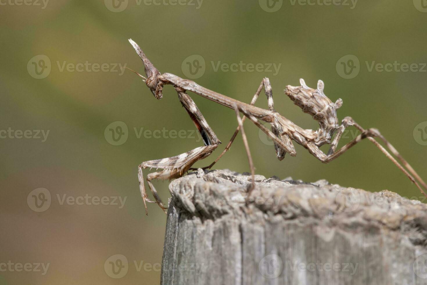 empusa pennata insekt foto