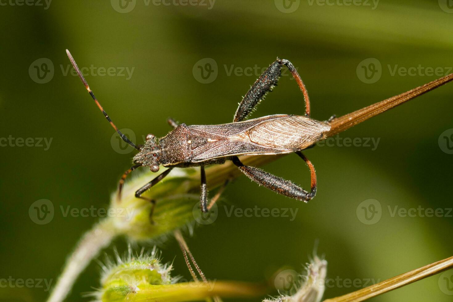 camptopus lateralis insekt foto