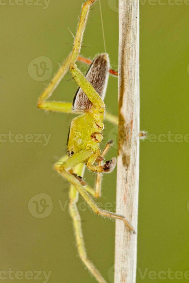 grön jägare Spindel - mikromata virescens foto