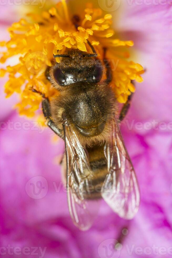 honung bi pollinator foto